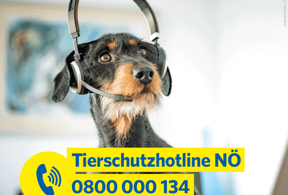 Tierschutzhotline NÖ