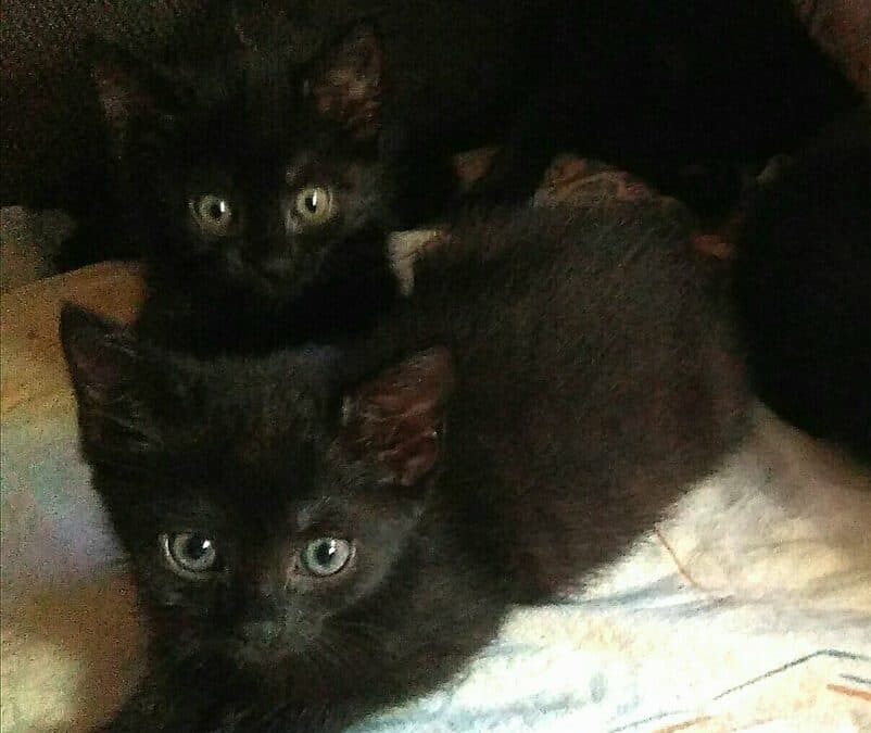 Batman und Balu