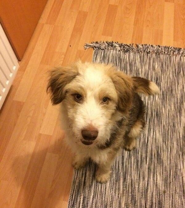 Benji