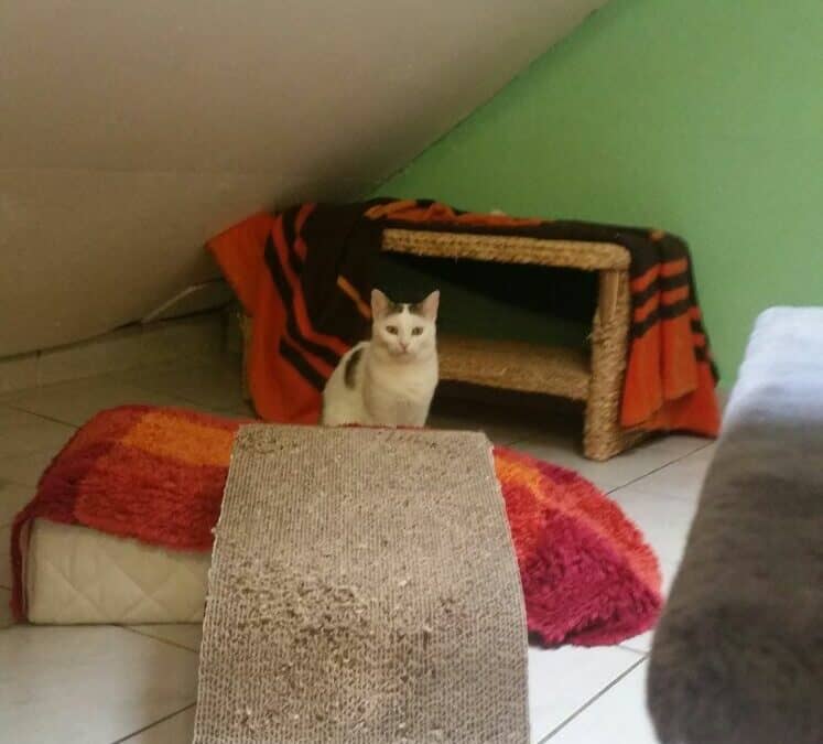 Rosi