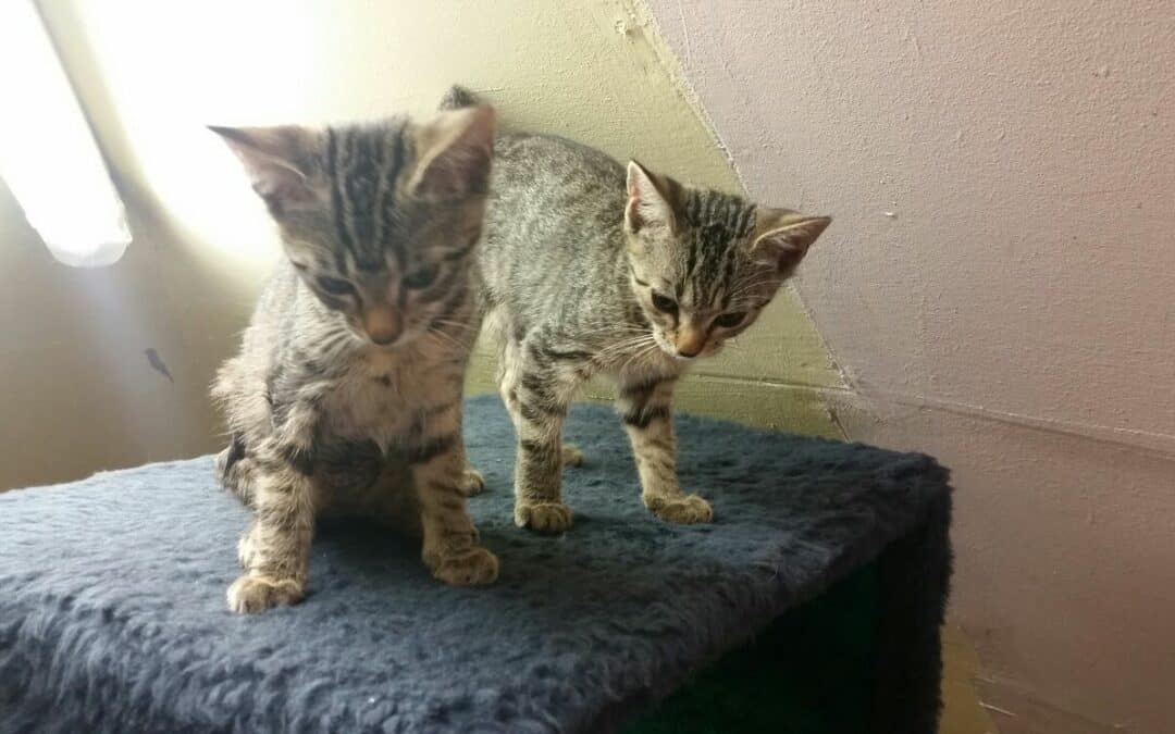 Momo, Mephisto, Manny, Mia, Maggie