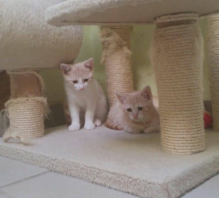 Harvey und Henry