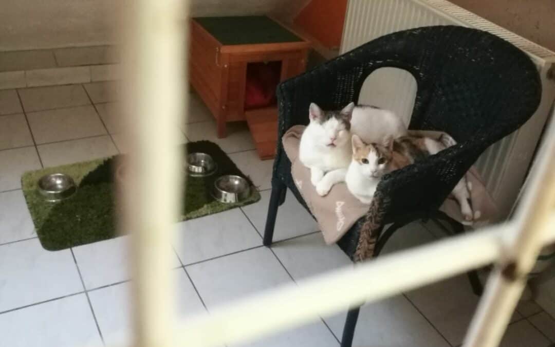 Captain und Elli