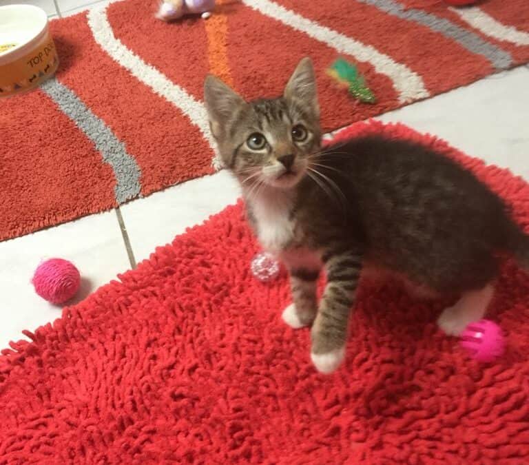 Smokey,Sheldon,Shiva und Sandy