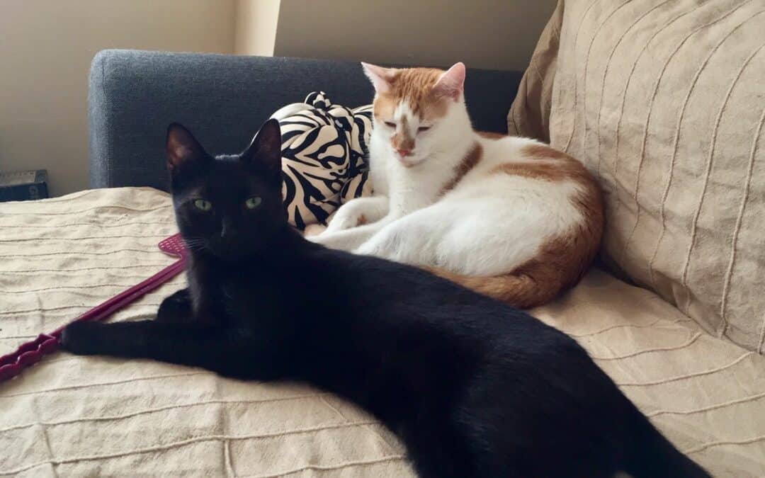 Karli und Chili
