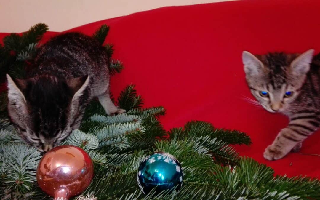 Hänsel und Gretel