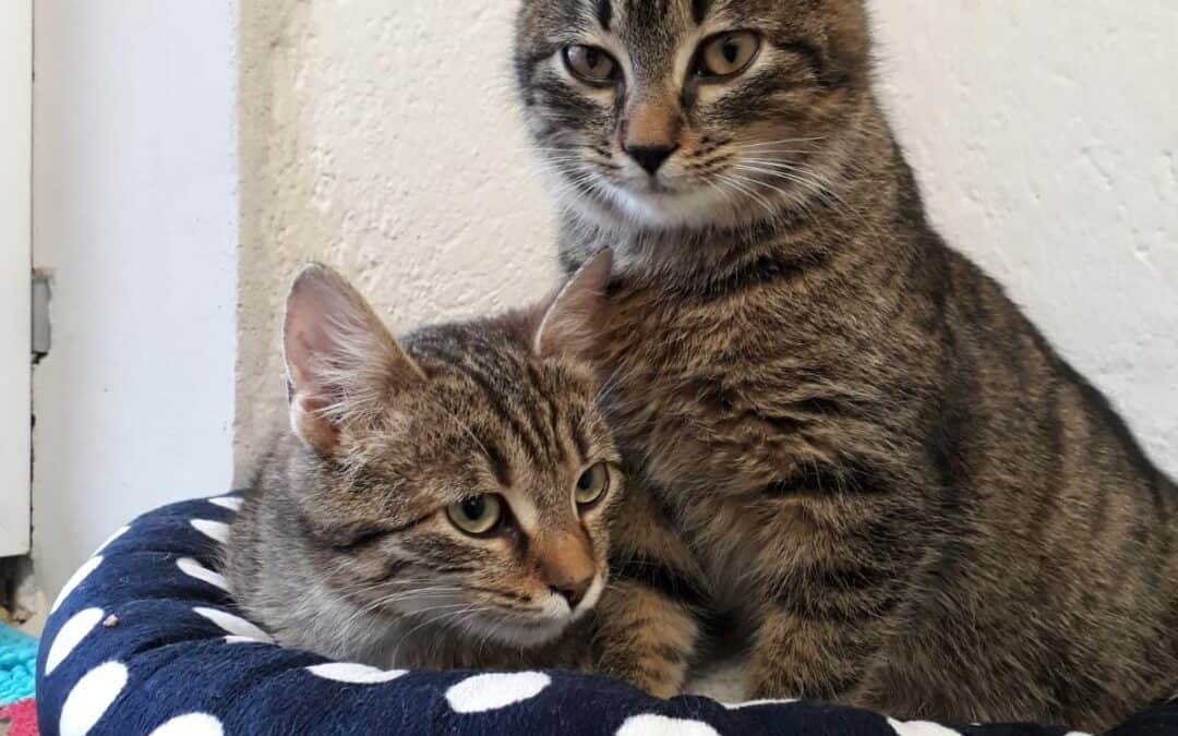 Hector und Marco Antonio