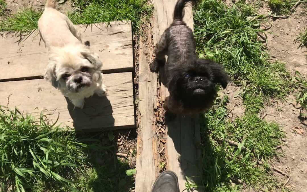 Chinchi und Diabolo