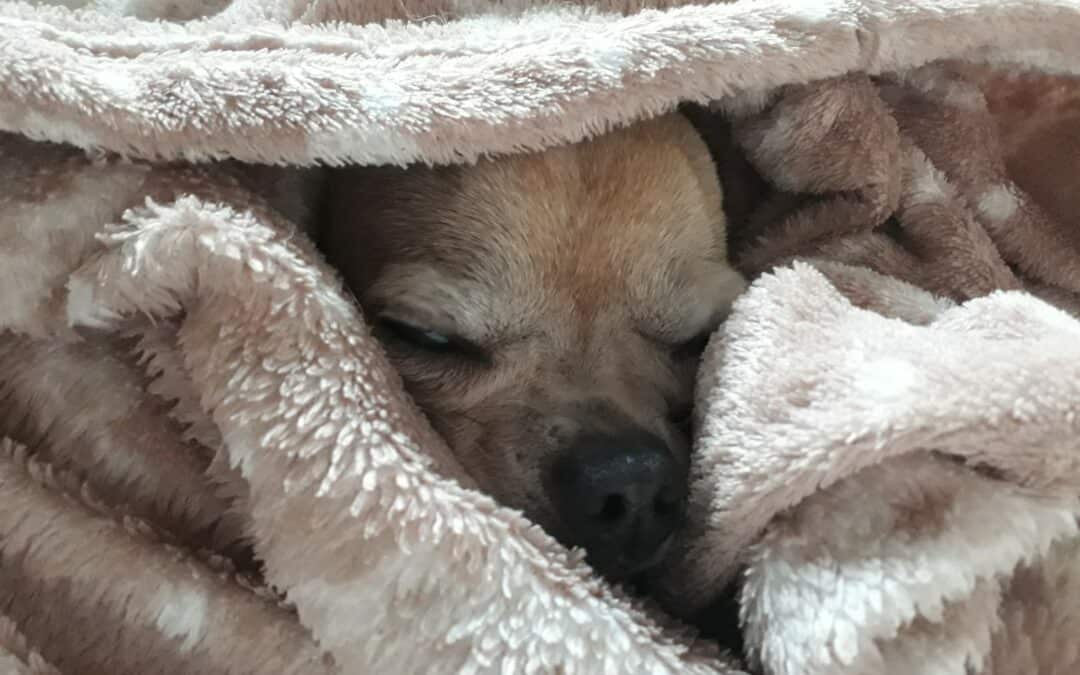 Bambino