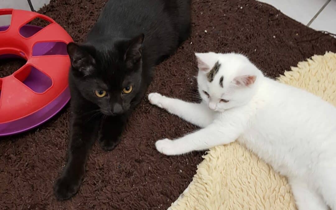 Pünktchen und Lottchen