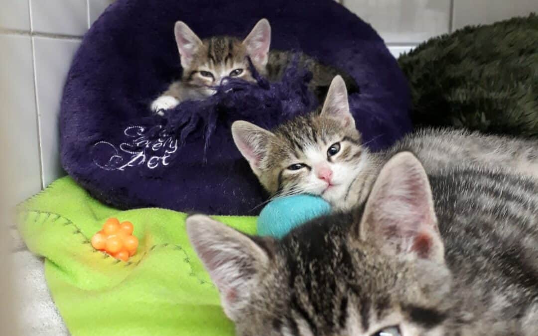 Babykatzen