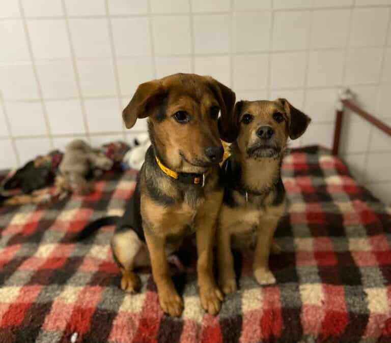 Lorenzo und Levi