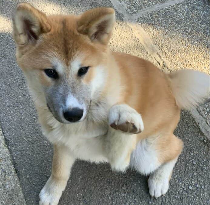 Kenji