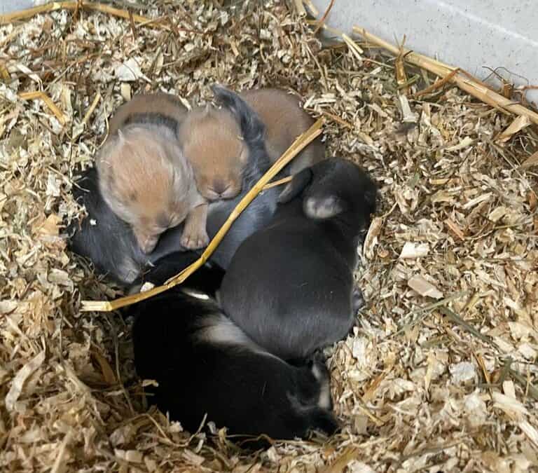 Günther, Bernhard, Josephine, Nelli und ihre Kids