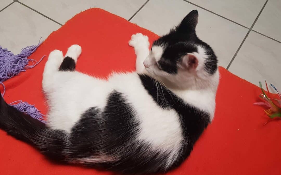 Miezi