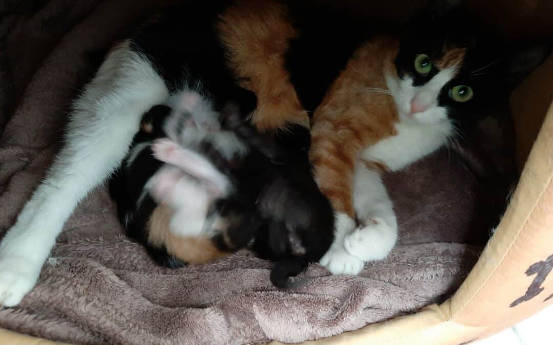 Maze, Ella und Lucifer