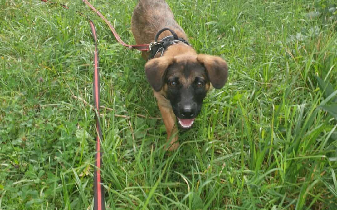 Marley