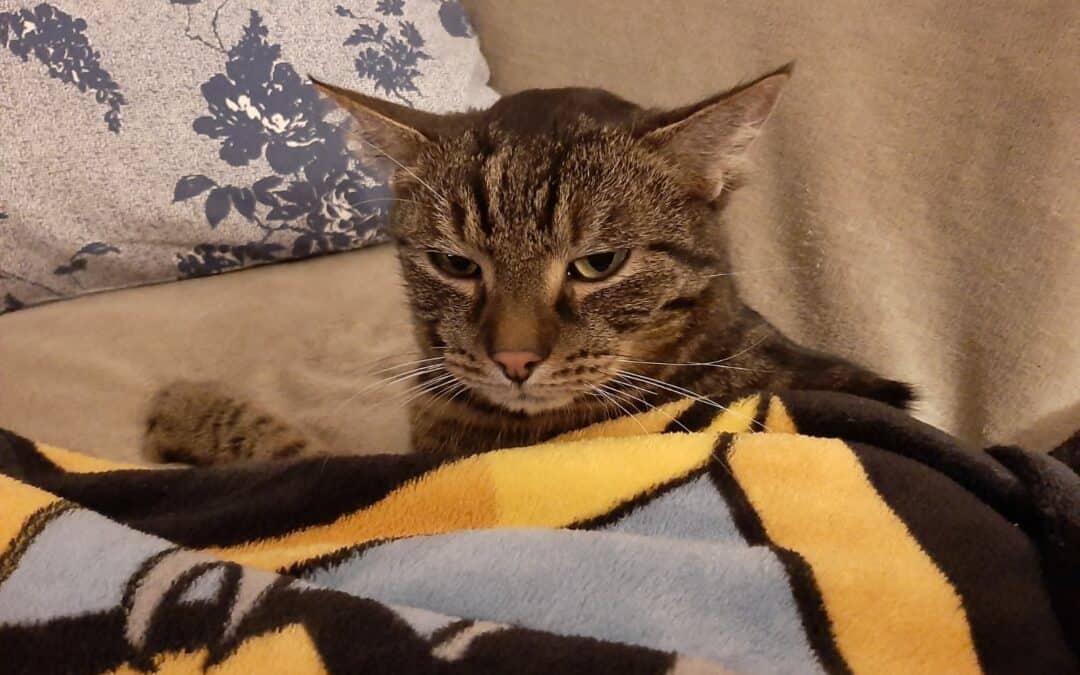 Simon