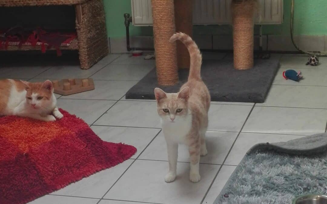 Honey und Burli