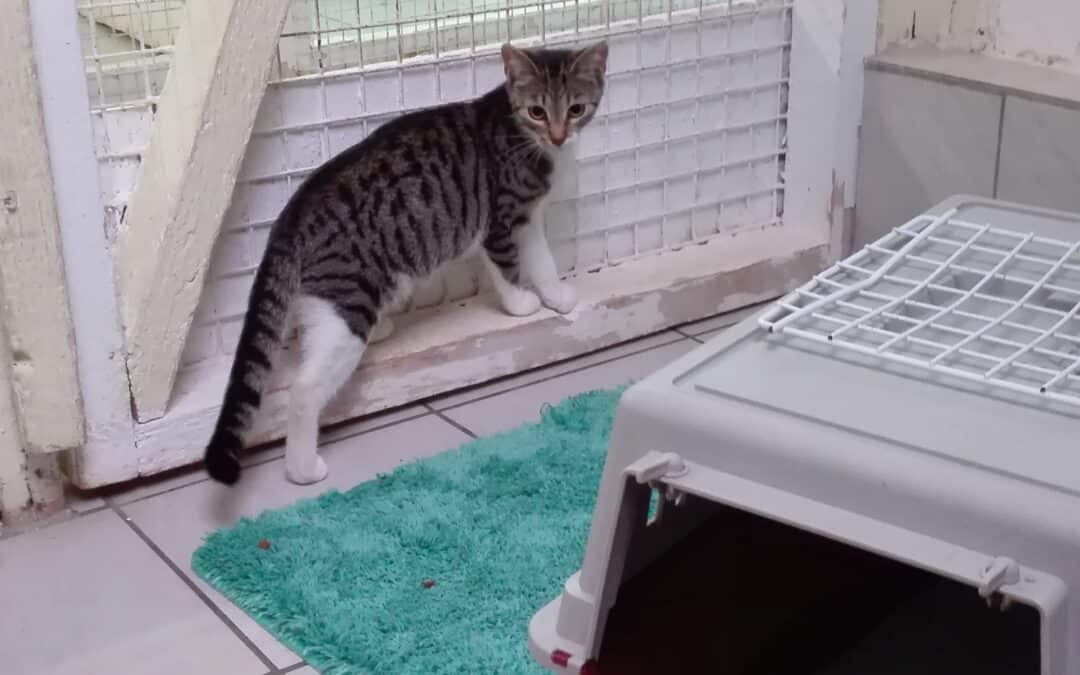 Tini