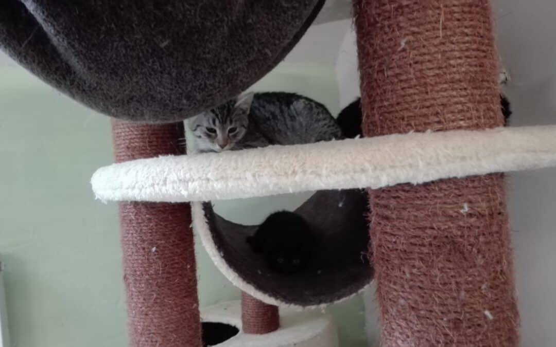 Fiona