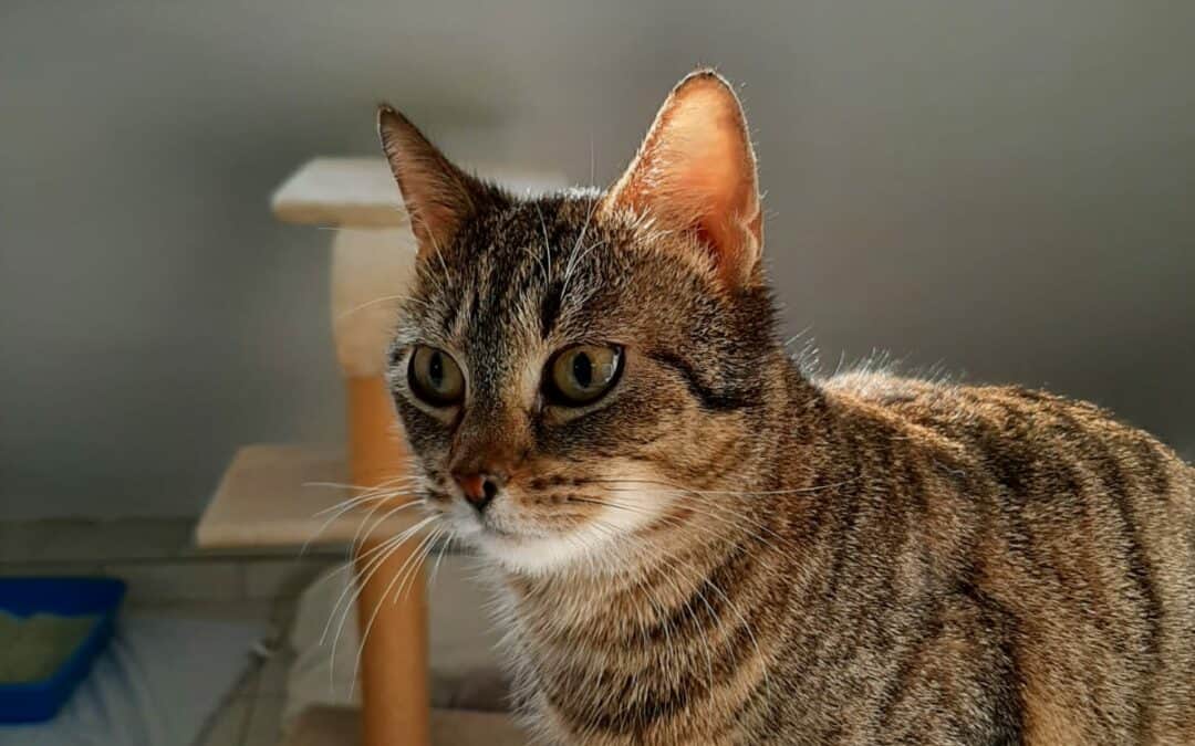 Rosie