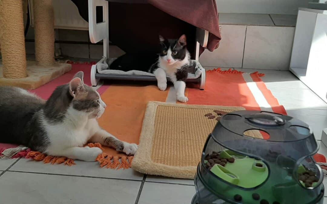 Zuppo und Bounty