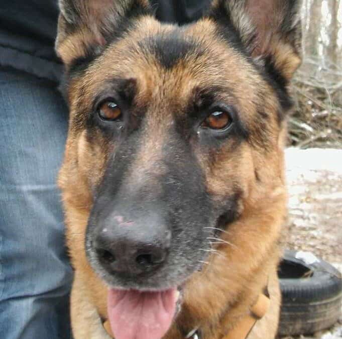 Hektor