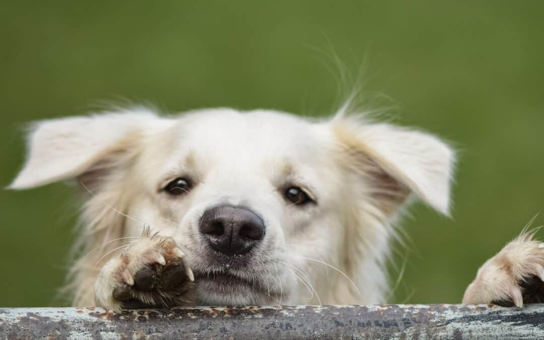 tierheim-bruck-tier-adoptieren-anfrage-hund-mit-pfote-auf-ast