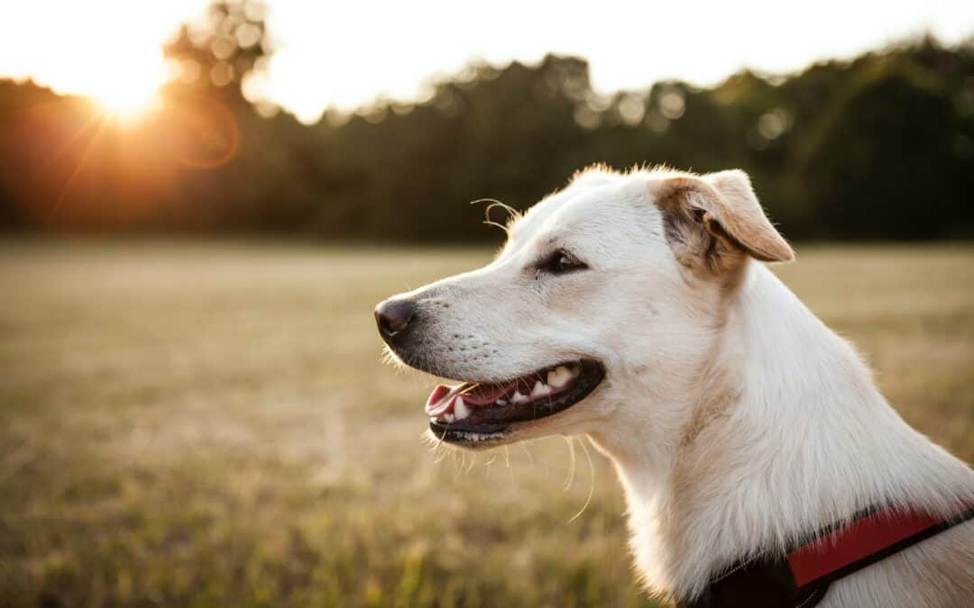 tierheim-bruck-hund-adoptieren