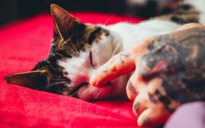 Tätowieren für den Tierschutz