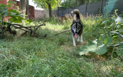 Beschlagnahmung von 11 Huskys