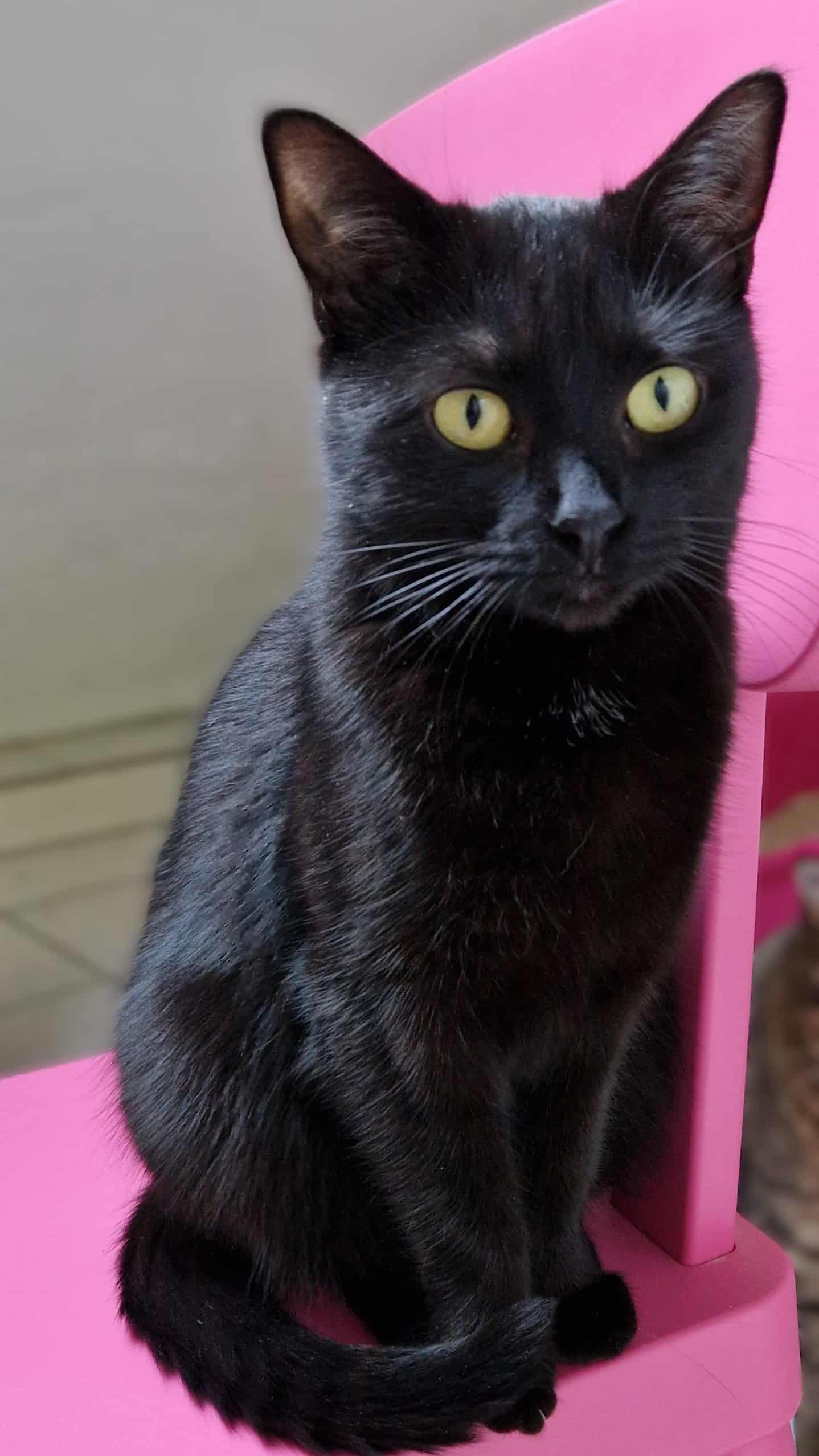 Bibi 2