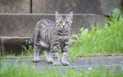 Kastrationsschwerpunkt des Landes NÖ für Streunerkatzen