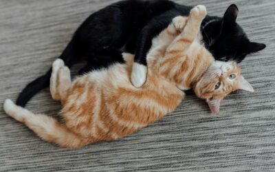 Vermittlung von Katzen und Katern