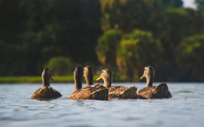 Bitte kein Brot an Enten, Fische oder andere Wildtiere füttern