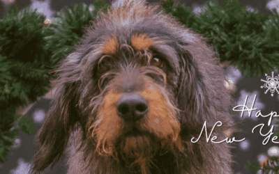 Ein gutes neues Jahr