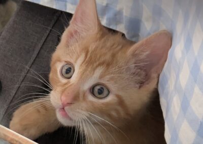 Chester wird NICHT in Einzelhaltung vermittelt, sondern nur zu einem gleichaltrigen Kater.