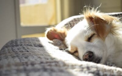 Sommerpause im Tierheim